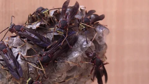 Paper wasp closeup on nest crawling Stock Footage 80279057