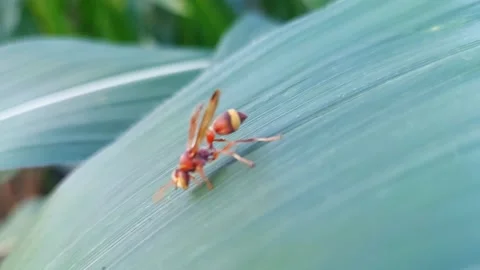 Paper wasp crawling on a green corn leaf in close up. Video stock 319463866