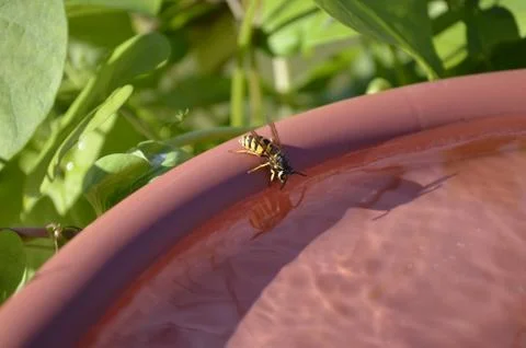 Paper Wasp drinking Stock Photos