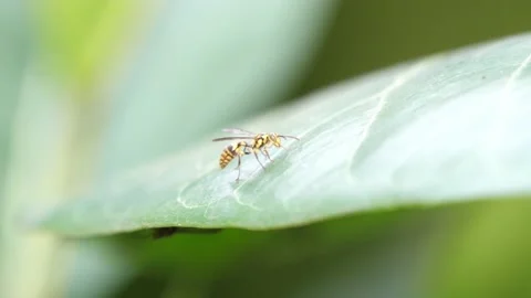 Paper wasp with gesture look like breakdance in robot dancing Stock Footage 238875728