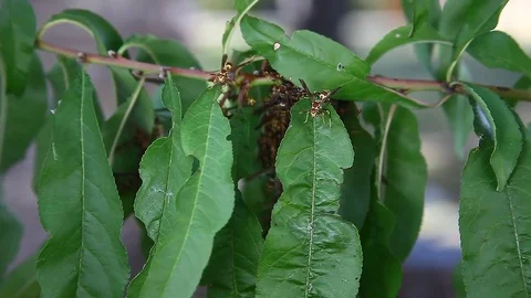 Paper Wasp huddled during cold on a peach tree. Stockbeeldmateriaal 81635851