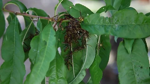 Paper Wasp huddled during cold on a peach tree. Stockbeeldmateriaal 81635862