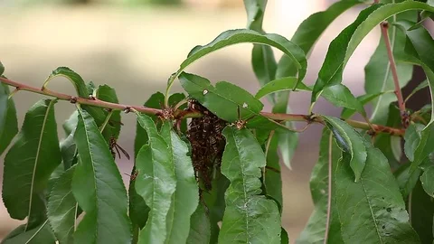 Paper Wasp huddled during cold on a peach tree. Stockbeeldmateriaal 81635865