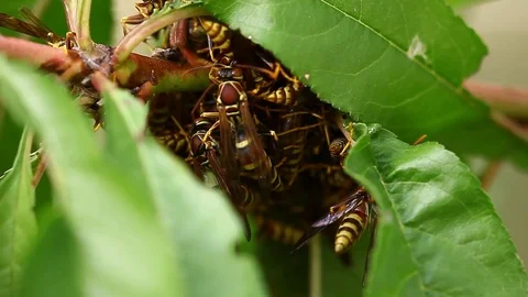 Paper Wasp huddled during cold on a peach tree. Stockbeeldmateriaal 81635878