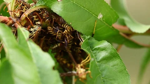 Paper Wasp huddled during cold on a peach tree. Stockbeeldmateriaal 81635887