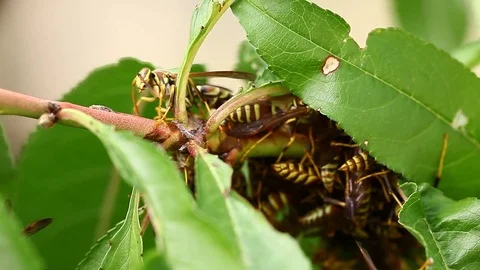 Paper Wasp huddled during cold on a peach tree. Video stock 81635900