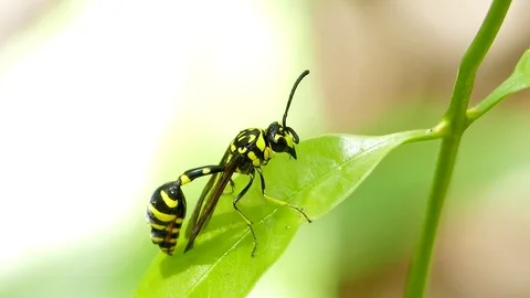 Paper wasp on leaf. Stock Footage 74680026