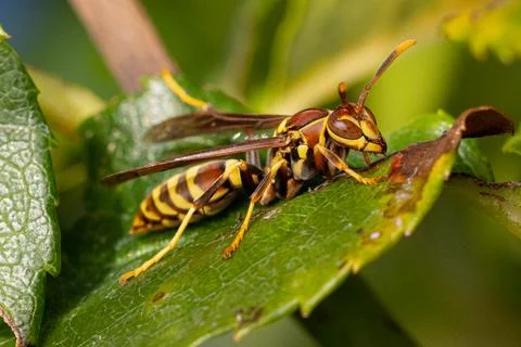 Paper wasp Macro Foto stock