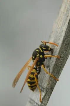 Paper Wasp Making Paper Stock Photos