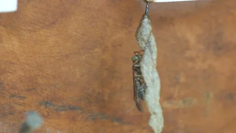 Paper wasp moving on the hive Stock Footage 75725293