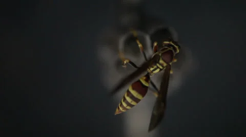 Paper Wasp on nest 動画素材 34780838