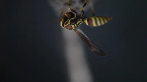 Paper Wasp on nest. Stockbeeldmateriaal 48642468