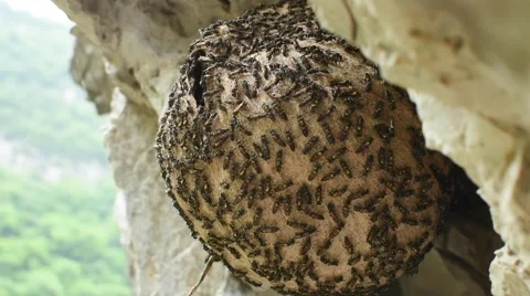 Paper wasp nest Stock Footage 53878526