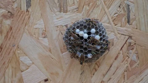 Paper Wasp Nest with Larvae Closeup on Wooden OSB Surface Stock Footage 334946534