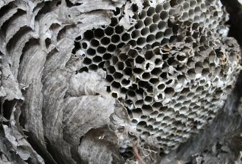 Paper wasp nest Foto stock