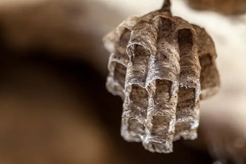 Paper Wasp Nest Stock Photos