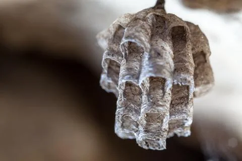 Paper Wasp Nest Foto stock