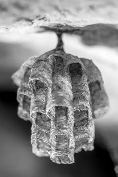 Paper Wasp Nest Stock Photos