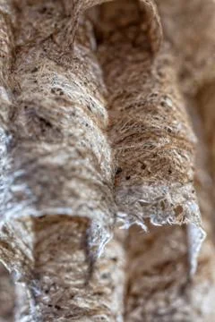 Paper Wasp Nest Foto stock