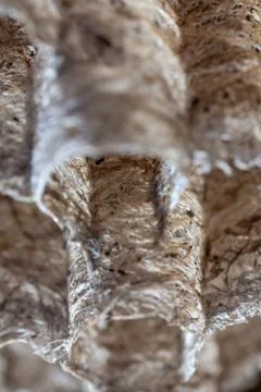 Paper Wasp Nest Foto stock