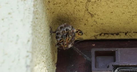 Paper wasp nest on a wall Stock Footage 339781381