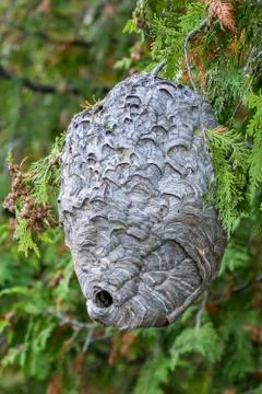 Paper Wasp nest in a White Cedar Tree Stock Photos