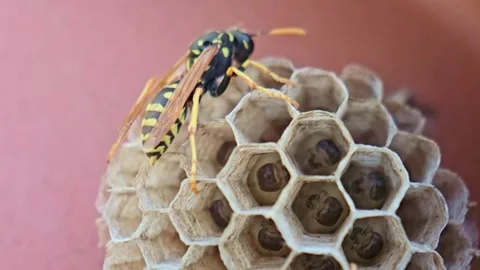 Paper Wasp Perched High on Nest Brood Cells Macro Stock Footage 337934558