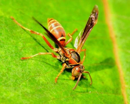 Paper wasp Stock Photos