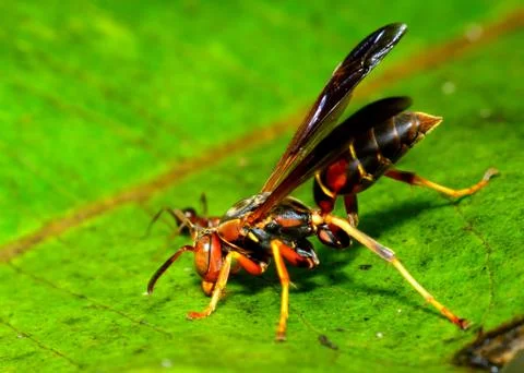 Paper wasp Stock Photos