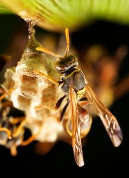 Paper wasp Stock Photos