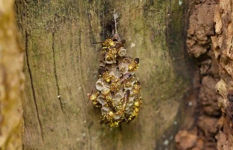 Paper wasp Stock Photos