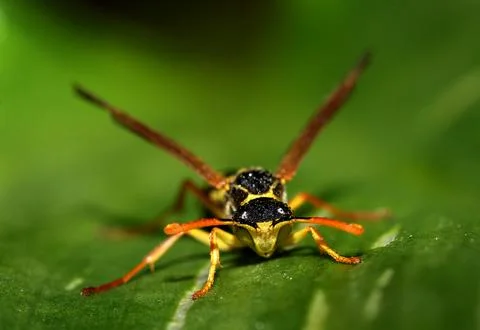 Paper wasp Foto stock