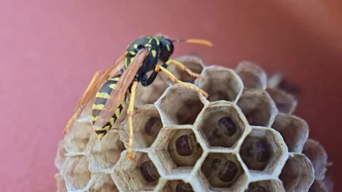 Paper Wasp Profile Open Nest Developing Larvae Macro Stock Footage 337934566