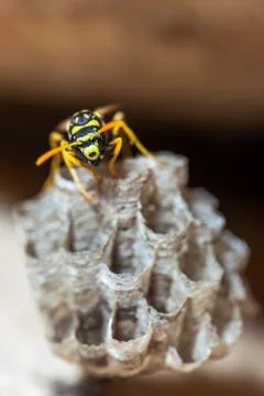 Paper Wasp Queen Stock Photos