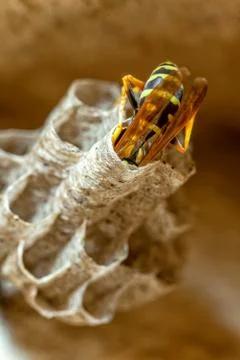 Paper Wasp Queen Stock Photos