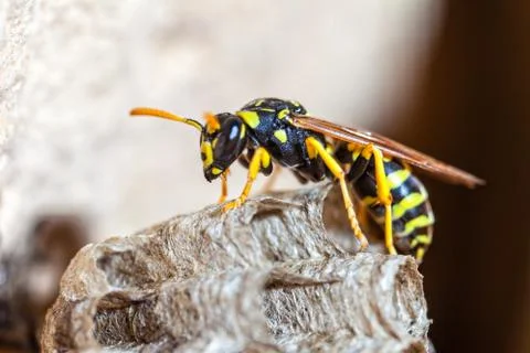 Paper Wasp Queen Stock Photos