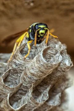 Paper Wasp Queen Stock Photos