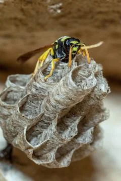 Paper Wasp Queen Stock Photos