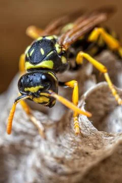 Paper Wasp Queen Stock Photos