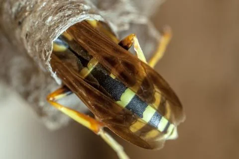 Paper Wasp Queen Stock Photos