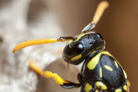 Paper Wasp Queen Stock Photos