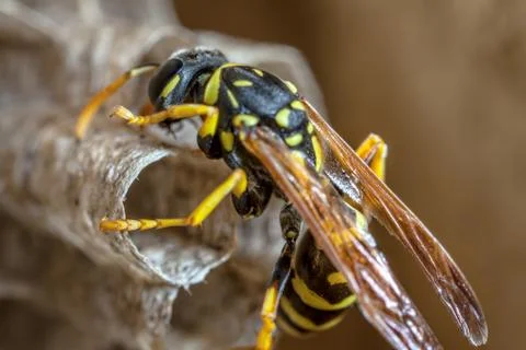 Paper Wasp Queen Stock Photos