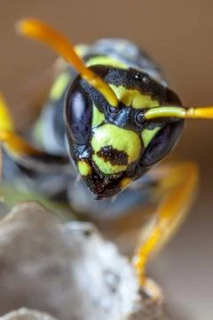 Paper Wasp Queen Stock Photos