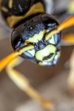 Paper Wasp Queen Stock Photos
