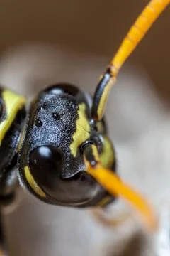 Paper Wasp Queen Stock Photos