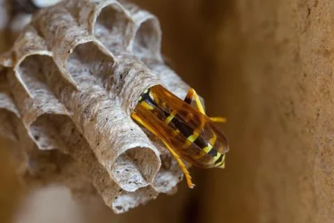 Paper Wasp Queen Stock Photos