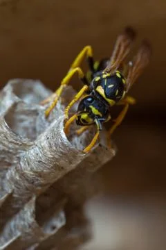 Paper Wasp Queen Stock Photos
