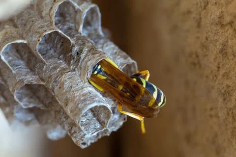 Paper Wasp Queen Stock Photos