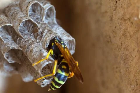 Paper Wasp Queen Stock Photos