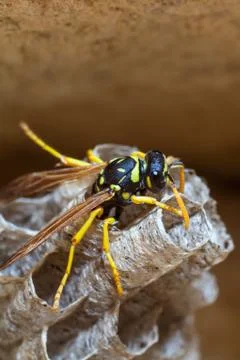 Paper Wasp Queen Stock Photos